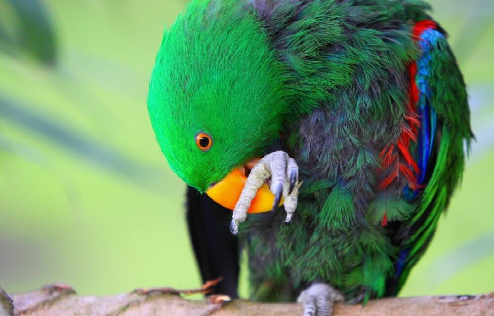 Was ist die Mauser bei Vögeln? Wissenswertes im Vogelshop!